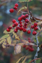 red berries on a bush