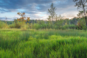 autumn climate of the forest