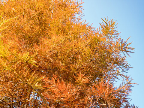 close up of autumn Bald Cypress tree (Taxodium distichum or Sothern cypress )