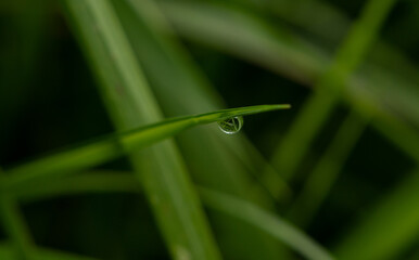 dew on grass