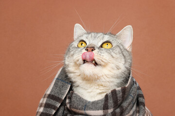 Cat lick his lips with tongue wrapped in plaid or scarf at the brown background