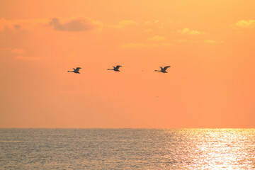Obraz na płótnie Canvas Swans flying over the sea at sunrise.