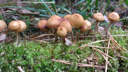 Autumn forest is the best place and time to collect mushrooms.