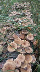 Autumn forest is the best place and time to collect mushrooms.