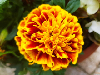 marigold (in german Studentenblume also Samtblume) Tagetes
