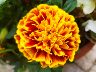 Fototapeta premium marigold (in german Studentenblume also Samtblume) Tagetes