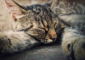 Sleeping cat close-up portrait. Cute brown striped kitten take a nap. Lovely and lazy tomcat...