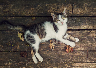 Top-down view of a cat lying on a rustic wooden table surrounded by fallen dry leaves. Autumn season background with kitten on old wood board looking up with marvelous eyes