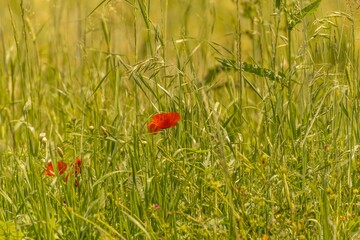 Fresh green grass field with red poppies
