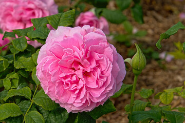 Pink `Belle de calais` roses, emblematic flower for the city of Callais. selective focus 