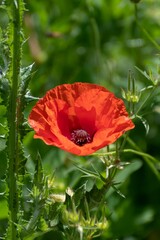 Lonely poppy in a green field