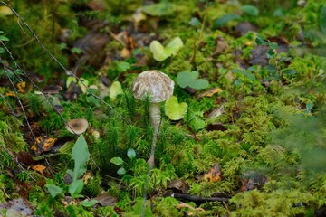 A mushroom sticking out of the moss in the forest, in autumn