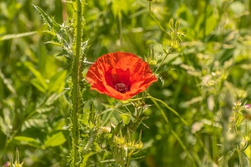 Fototapeta premium Lonely poppy in a green field