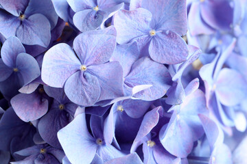 Beautiful lilac hortensia flowers as background, closeup