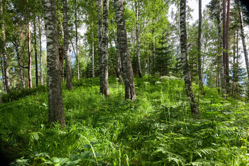 Birch trees in the forest. Nature green backgrounds with forest trees.