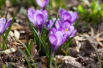 Lilac Crocus Flowers in Spring. Natural background with first spring flowers.