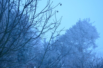 Fototapeta na wymiar snow covered branches