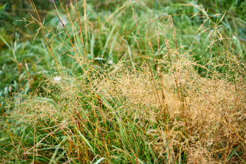 meadow, grass, high grass, dry grass