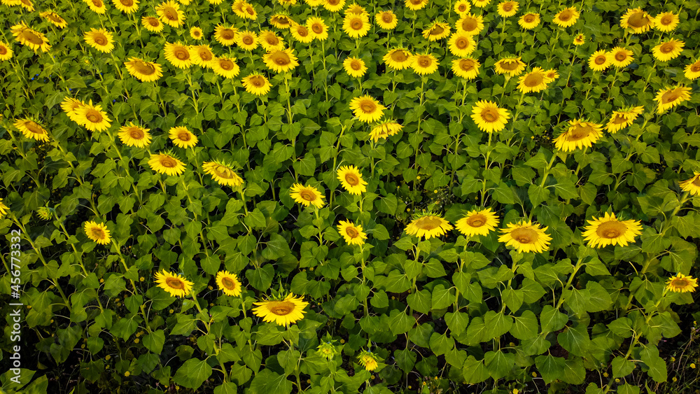 Poster Aerial view of sunflowers