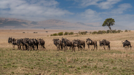 Big herd of wildebeest in the savannah. Great Migration. Kenya. Tanzania. Masai Mara National Park....