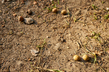 a few acorns on the ground