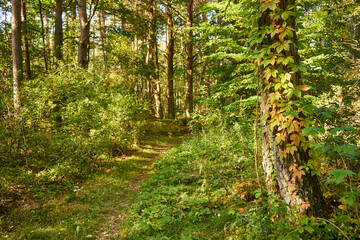 Fototapeta premium sunny summer forest road, forest, trees, road,path,forest path