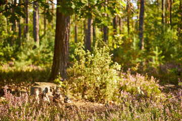 heathers, plants, flowers, meadow