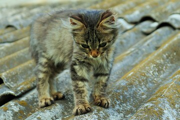 Little fluffy kitten with a wild mustache on the roof of an old house 