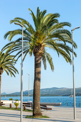 Fototapeta na wymiar Palm on promenade of port.