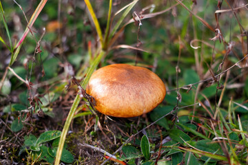 Defocus close-up mushroom (Suillus luteus) among dry grass and leaves. Suillus luteos mushroom growing in the green forest or meadow. Boletus hiding in ground. Side view. Out of focus