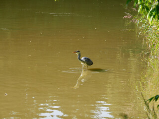 heron perching in a lake fishing