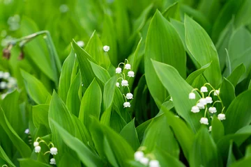 Poster Lily of the valley Convallaria majalis white flowers in the garden © Johana