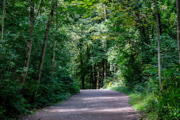 path in the forest