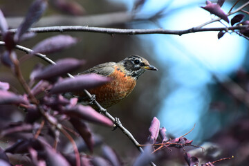 An image of a common red breasted robin perched in a tree and eating berries.  