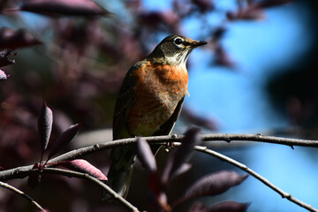 An image of a common red breasted robin perched in a tree and eating berries.  