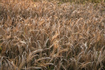 the cornfields in the sunshine