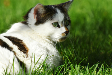 An image of a white and brown spotted cat sitting outside and soaking up the sunlight. 