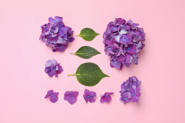 Beautiful hortensia flowers and green leaves on pink background, flat lay