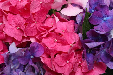 Beautiful bright hortensia flowers as background, closeup