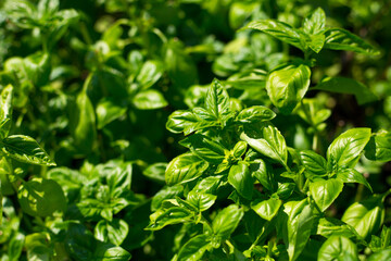 Sweet Basil green plants grows in garden. Botanical name is Ocimum basilicum. Organic Basil Plant Ready to Cook, healthy food concept, top view