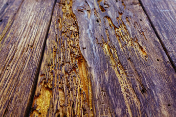 vintage wood planks background with wormholes