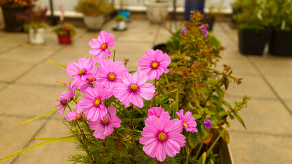 Pink Cosmos flowers still thriving well into late summer on our BC garden patio - even after record-breaking heat and drought