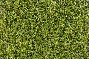 Summer savory (Satureja hortensis) leaves as texture background nature pattern.