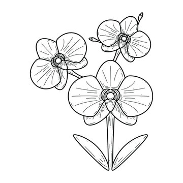 recommend clip art: Abstract Hand Drawn Flower Plant Orchid Botanic Floral Nature Bloom Doodle Concept Vector Design Outline Style On White Background Isolated