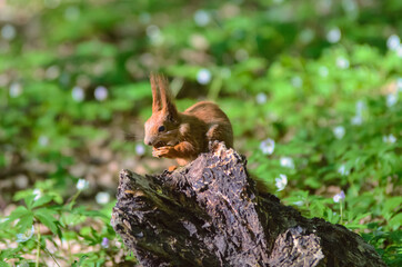 Bushy-tailed squirrel in the spring park	