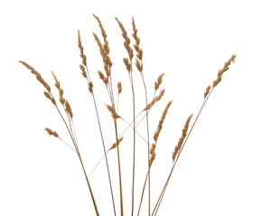 Dry, yellow grass with seeds isolated on white background and texture, clipping path