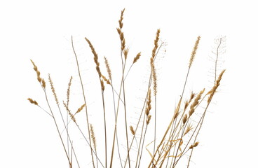 Dry, yellow grass with seeds isolated on white background and texture, clipping path