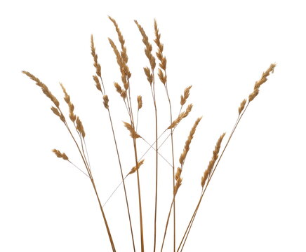 Dry, Yellow Grass With Seeds Isolated On White Background And Texture, Clipping Path