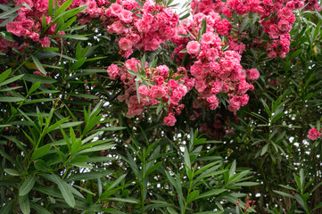 Fototapeta na wymiar flowers of false spirea, Astilbe arendsii,