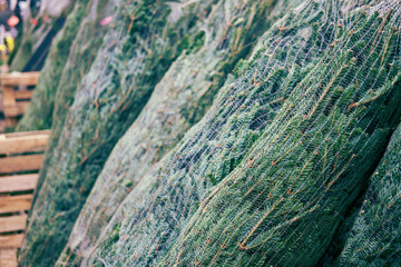 Christmas trees packed for sale in a New Year gift shop
